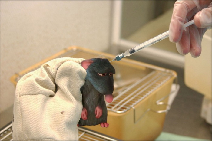 Remy du cartoon ? Ratatouille ? est devenu une souris de laboratoire