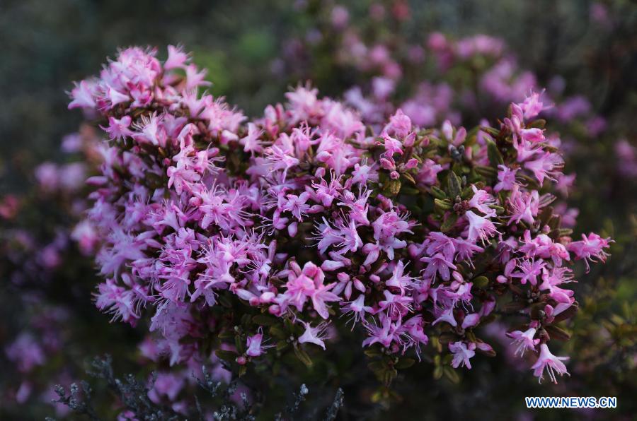 Des fleurs d'azalée épanouies dans le district de Shangri-la