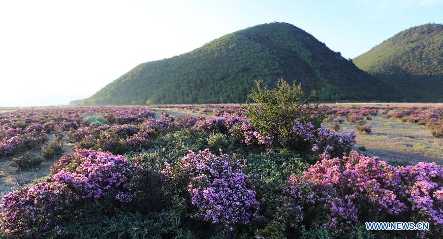 Des fleurs d'azalée épanouies dans le district de Shangri-la