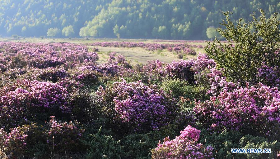 Des fleurs d'azalée épanouies dans le district de Shangri-la