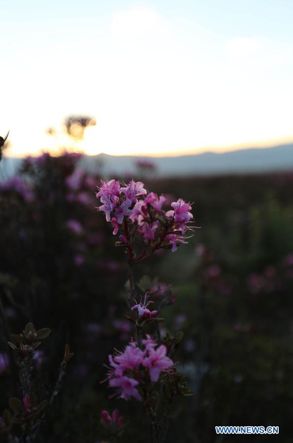 Des fleurs d'azalée épanouies dans le district de Shangri-la