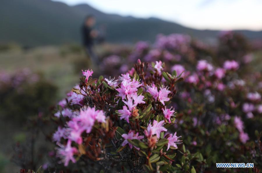 Des fleurs d'azalée épanouies dans le district de Shangri-la