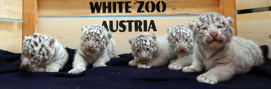 Autriche : des quintuplés tigres blancs présentés au public