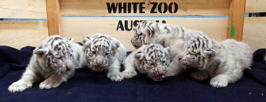 Autriche : des quintuplés tigres blancs présentés au public