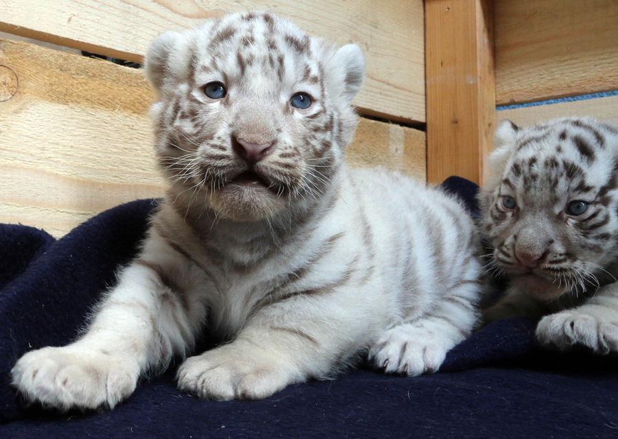 Autriche : des quintuplés tigres blancs présentés au public