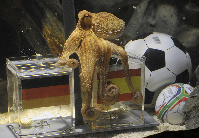 Paul choisit la bo?te portant le drapeau espagnol au Sea Life Aquarium d’Oberhausen, en Allemagne, le 6 juillet 2010, pour faire ses prédictions pour la demi-finale de la Coupe du Monde en Afrique du Sud. L'Allemagne a perdu 1-0 face à l'Espagne qui a remporté le tournoi. [Photo / IC]