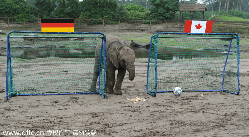 Nelly, éléphant d'Afrique, joue avec un ballon de la Coupe du Monde au Serengeti Park d’Hodenhagen, en Allemagne, le 24 juin 2011. Nelly, agée d’un an, a prédit la victoire des Allemandes sur les Canadiennes lors du match d'ouverture de la Coupe du Monde Féminine de la FIFA en envoyant le ballon dans le but canadien. De fait, l’Allemagne a bien battu le Canada, qui a perdu tous ses matches de groupe qui ont suivi, mais le pays h?te a chuté face au vainqueur final, le Japon, en quarts de finale. [Photo / IC]