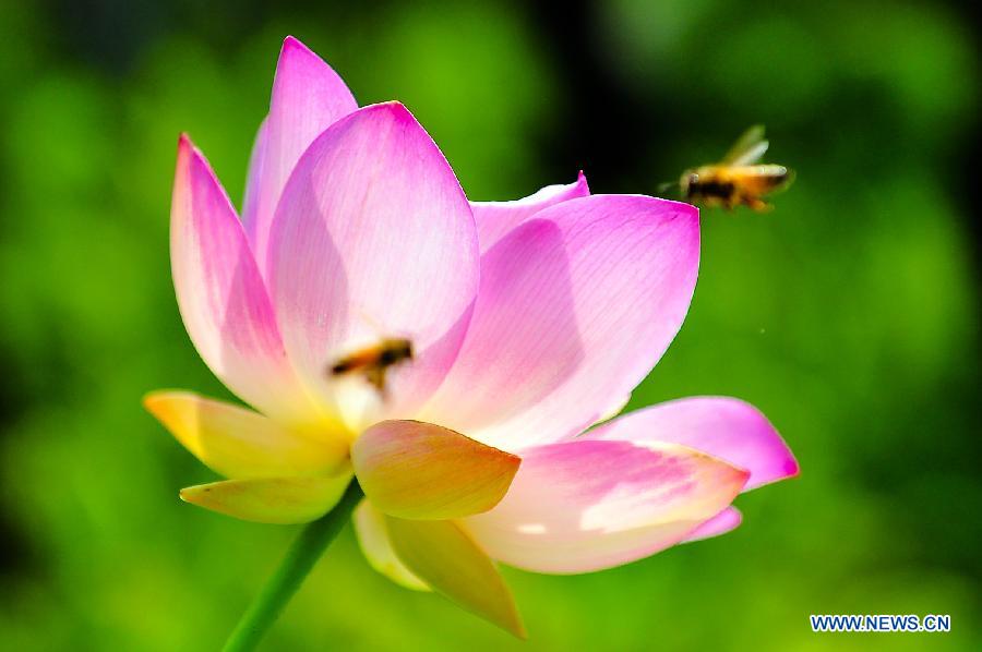 Des lotus s'épanouissent à Jinan 