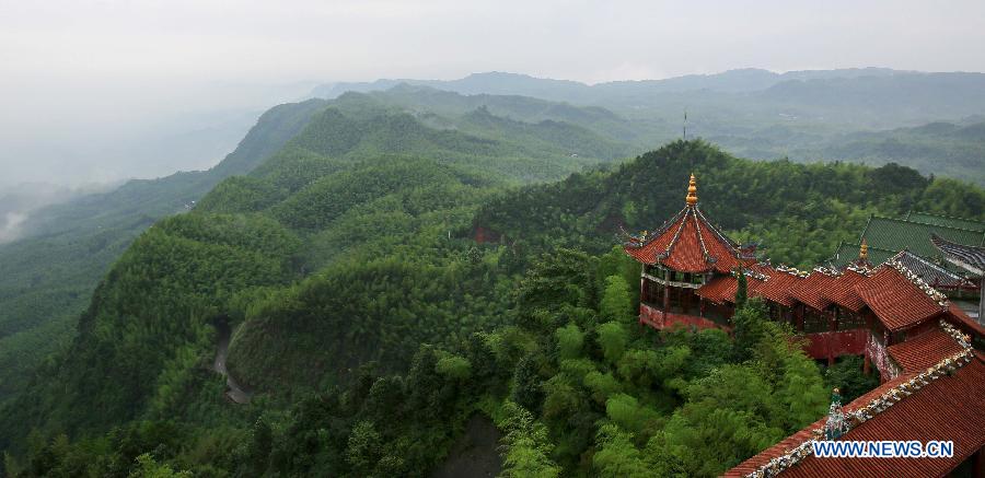 Beaux paysages de la mer de bambou à Yibin