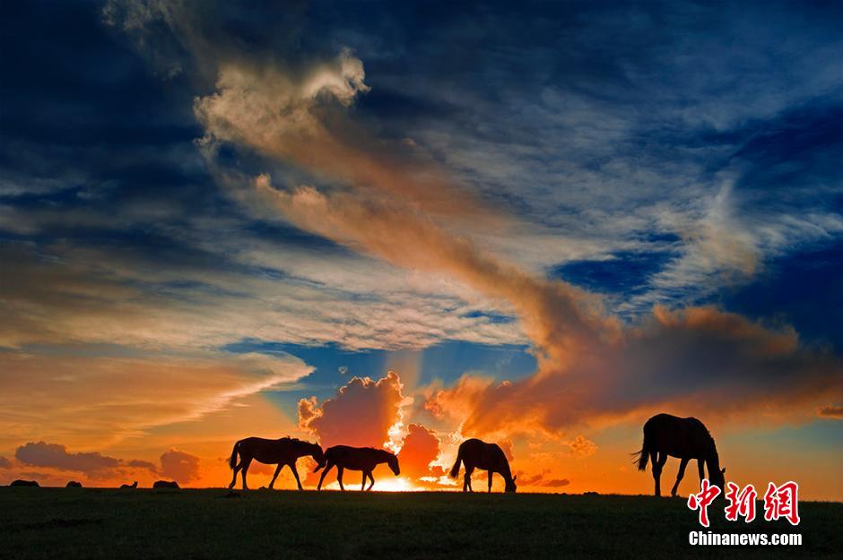 Xinjiang : paturage de milliers des chevaux de Yili 