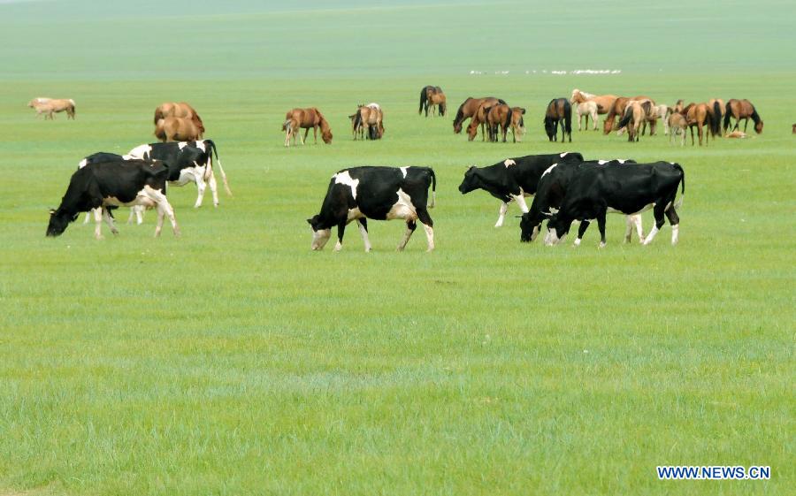 Photo prise le 16 juin 2014 montrant des bestiaux sur la prairie de Hulunbuir, dans la région autonome de Mongolie intérieure (nord de la Chine)