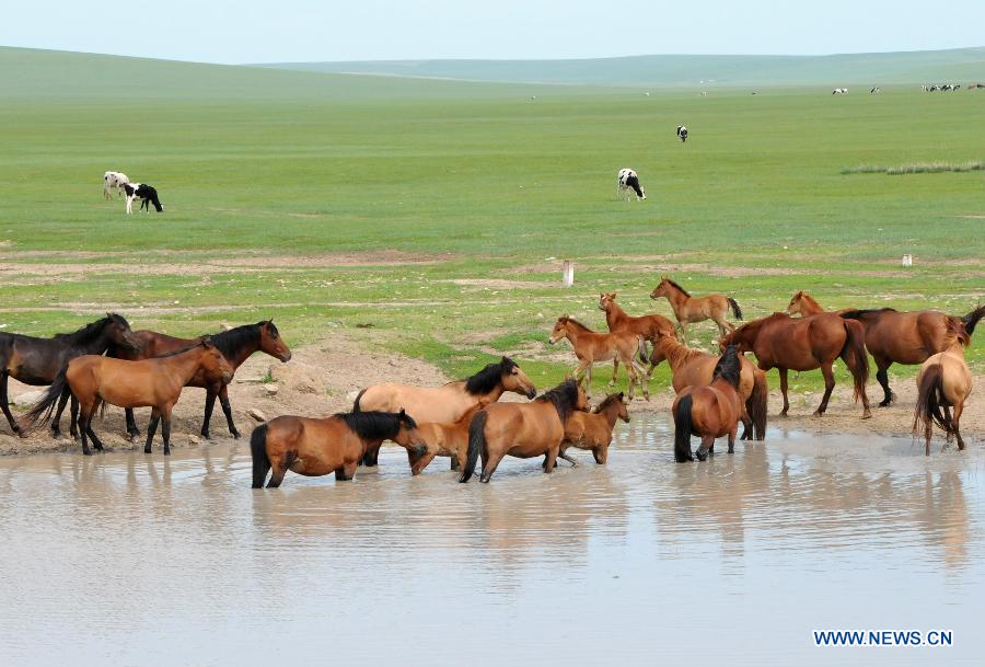 Photo prise le 16 juin 2014 montrant des bestiaux sur la prairie de Hulunbuir, dans la région autonome de Mongolie intérieure (nord de la Chine)