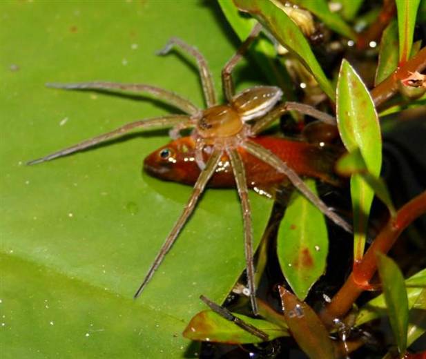 Ces araignées qui se nourrissent de poissons…