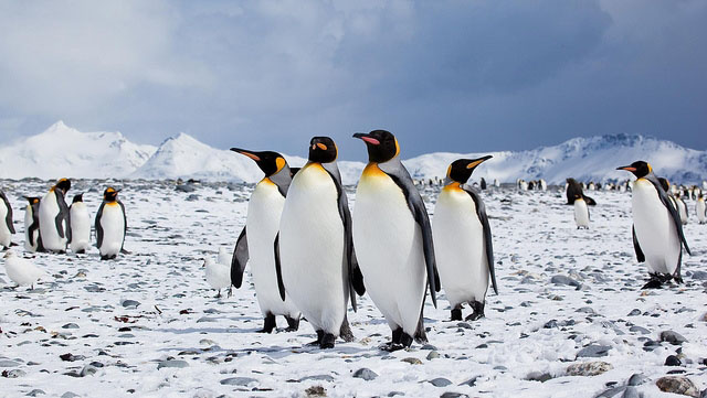 Les manchots empereurs pourraient s’adapter au changement climatique