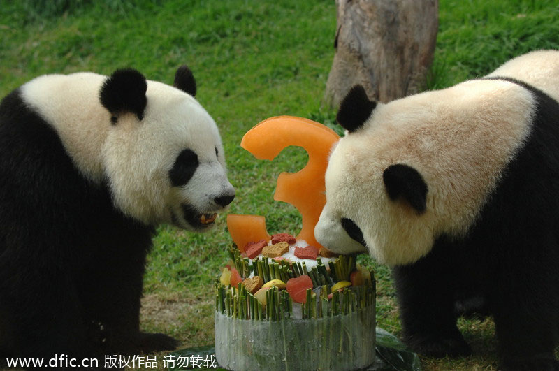 Photo d'archive montrant Xinxin (droite) qui partage son gateau d’anniversaire avec le panda Kaikai, le 26 juillet 2011. [Photo/IC]