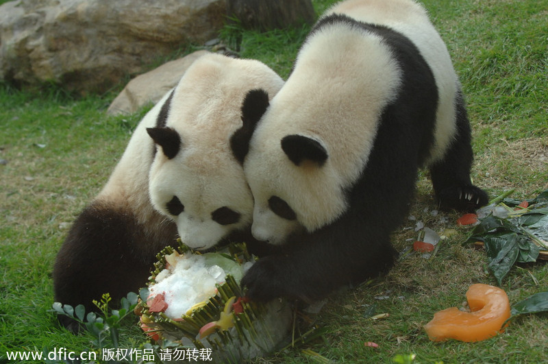 Photo d'archive montrant Xinxin (droite) qui partage son gateau d’anniversaire avec le panda Kaikai, le 26 juillet 2011. [Photo/IC]