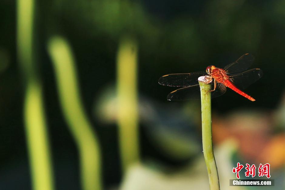 Chine: Des fleurs de lotus s'épanouissent dans le Guangxi