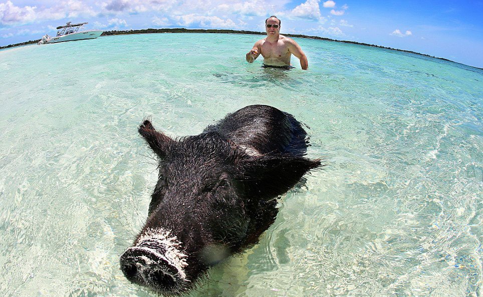 Bahamas : heureux comme un cochon dans l'eau !