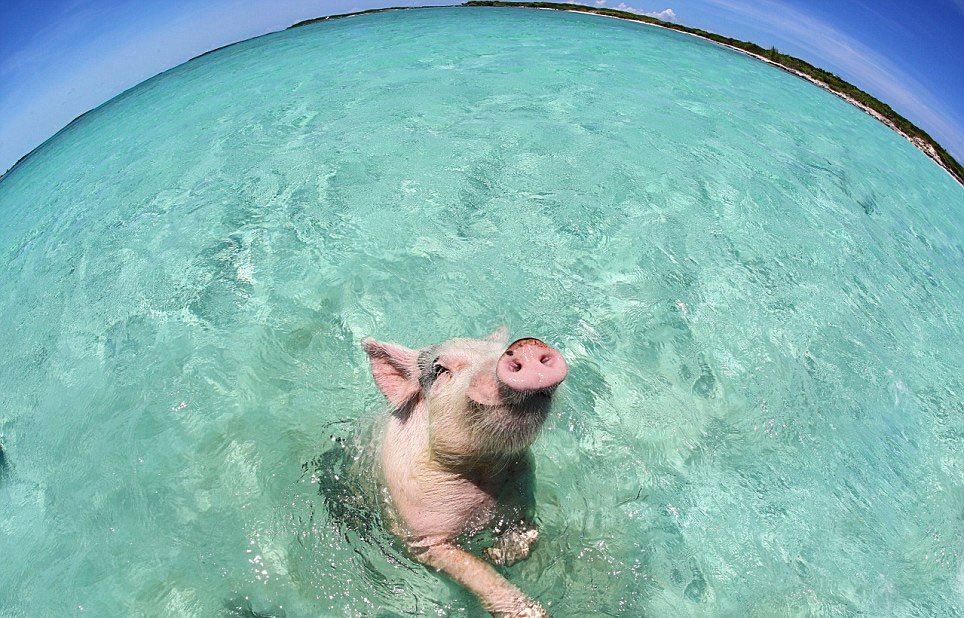 Bahamas : heureux comme un cochon dans l'eau !