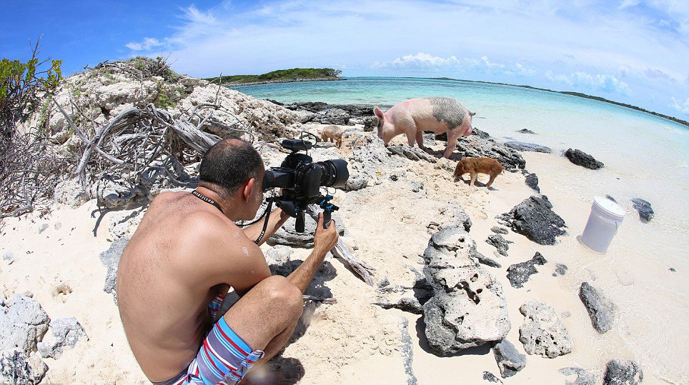 Bahamas : heureux comme un cochon dans l'eau !