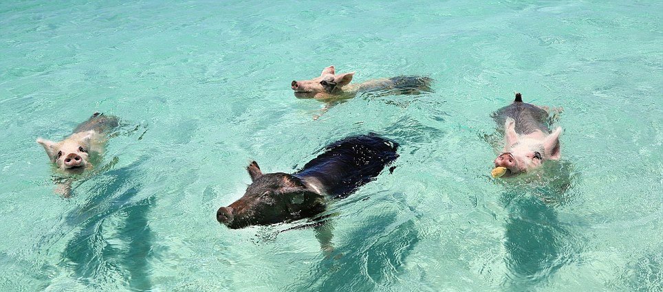 Bahamas : heureux comme un cochon dans l'eau !