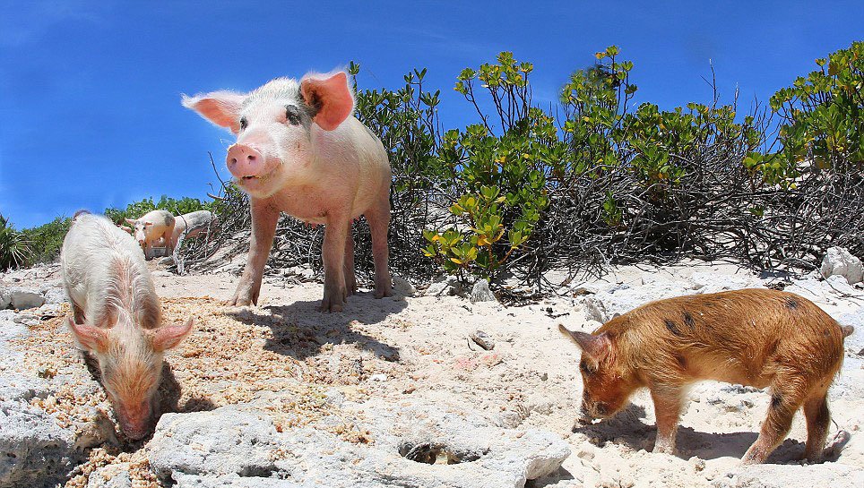 Bahamas : heureux comme un cochon dans l'eau !