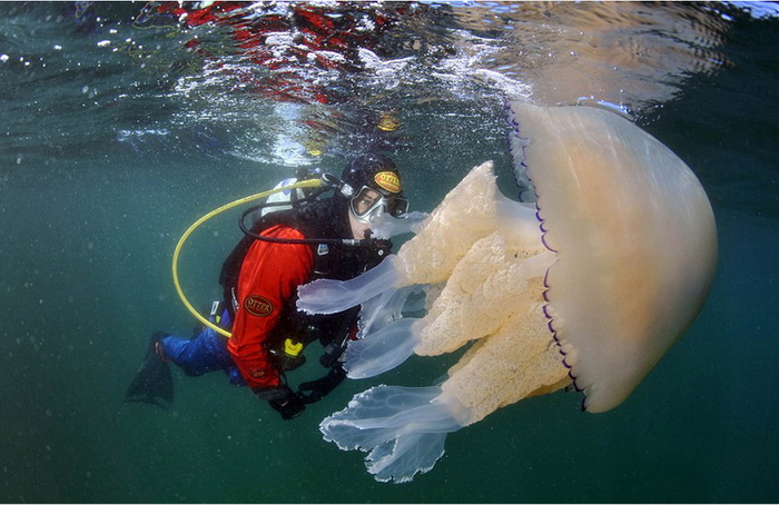 Découverte d'une méduse de 35 kg au large de l'Angleterre