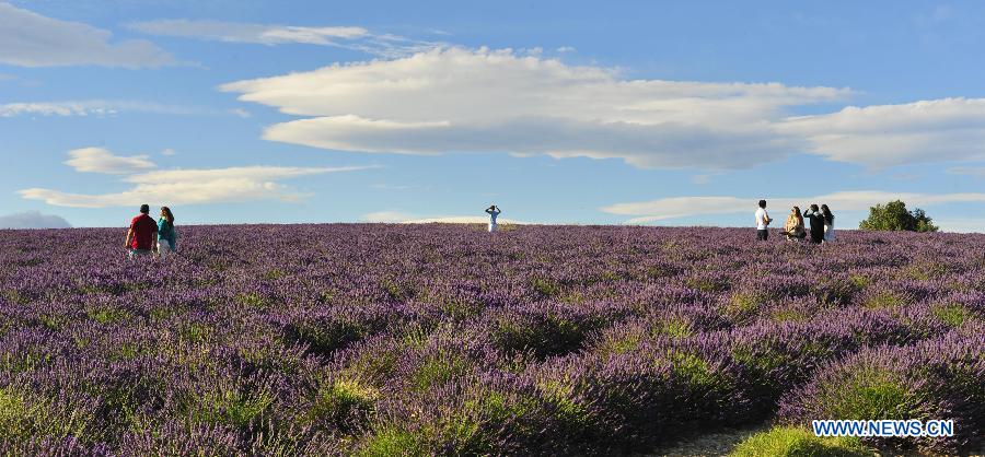 EN IMAGES: Champs de lavande en Provence