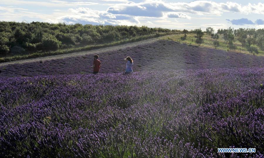 EN IMAGES: Champs de lavande en Provence