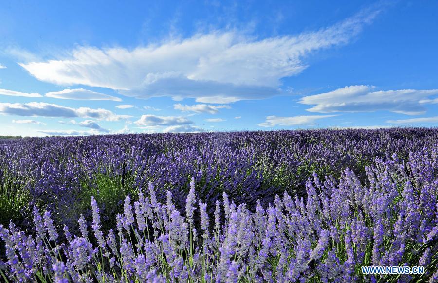 EN IMAGES: Champs de lavande en Provence