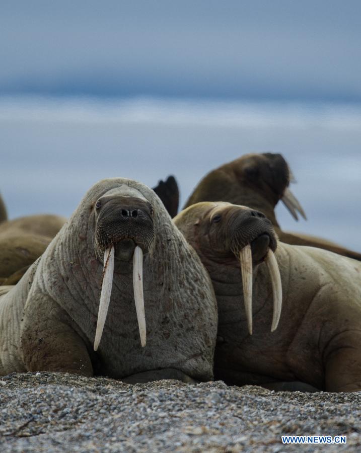 Photos : le Svalbard dans l'Arctique 