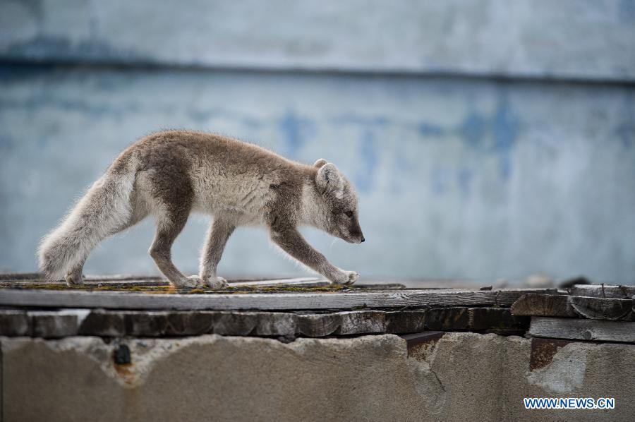 Photos : le Svalbard dans l'Arctique 