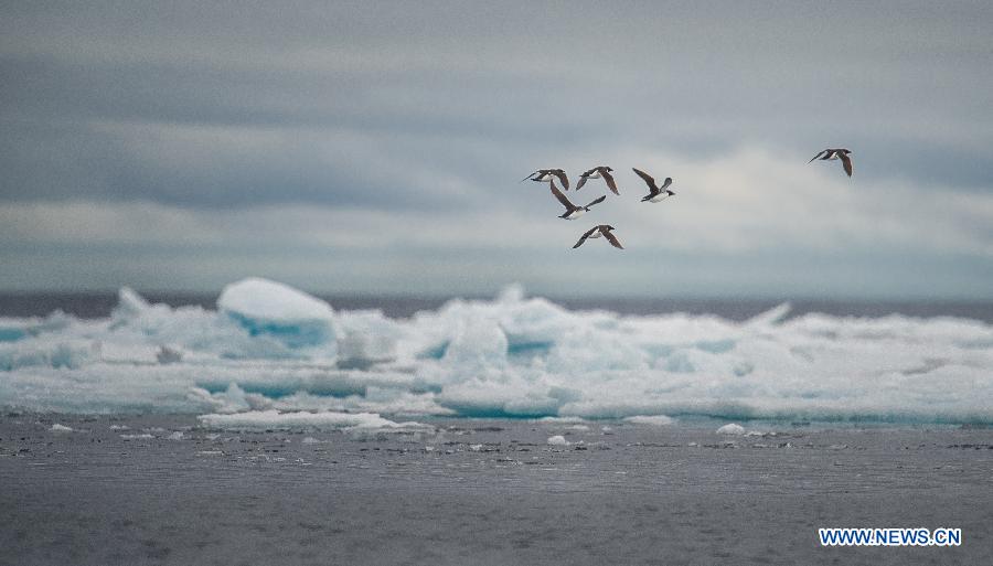 Photos : le Svalbard dans l'Arctique 