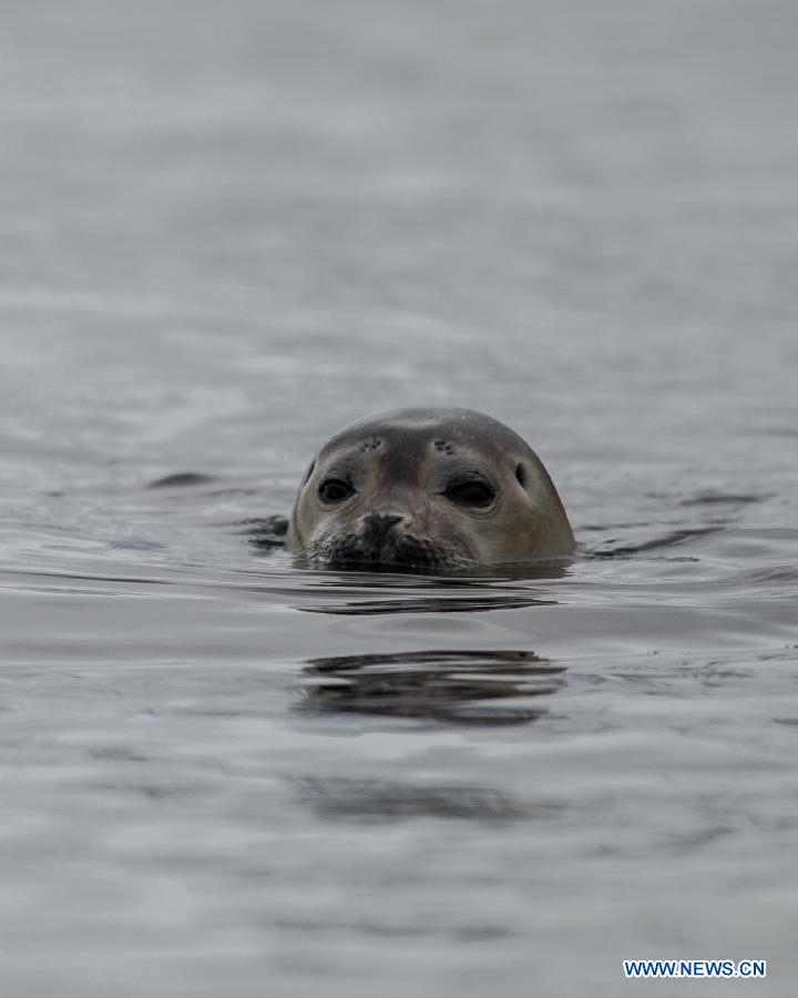 Photos : le Svalbard dans l'Arctique 