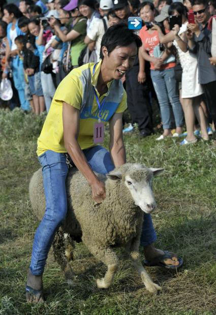 Concours de moutons à cheval 