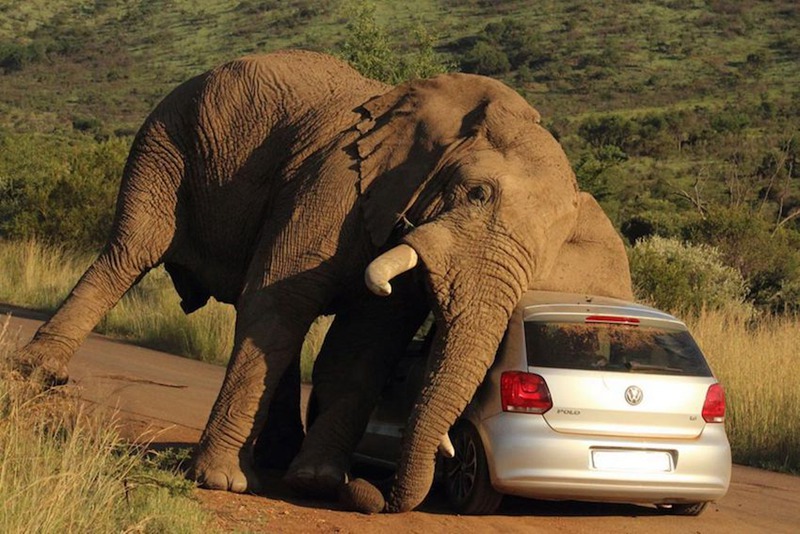 Quand un éléphant se frotte à une voiture