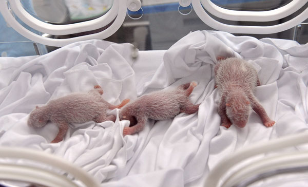 Naissance de triplés pandas en Chine, un événement unique