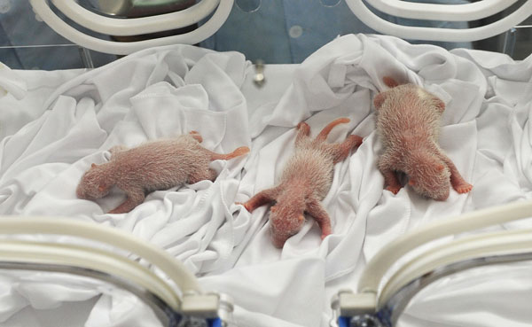 Naissance de triplés pandas en Chine, un événement unique