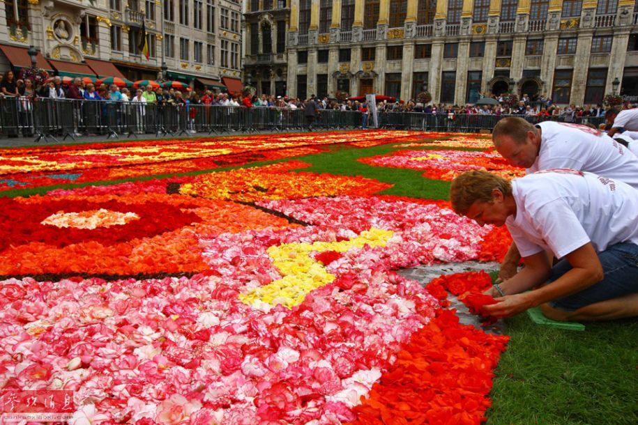 Le 19e tapis de fleurs de Bruxelles