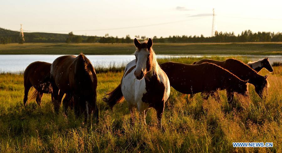 Chine: beaux paysages de la prairie de Hulunbuir