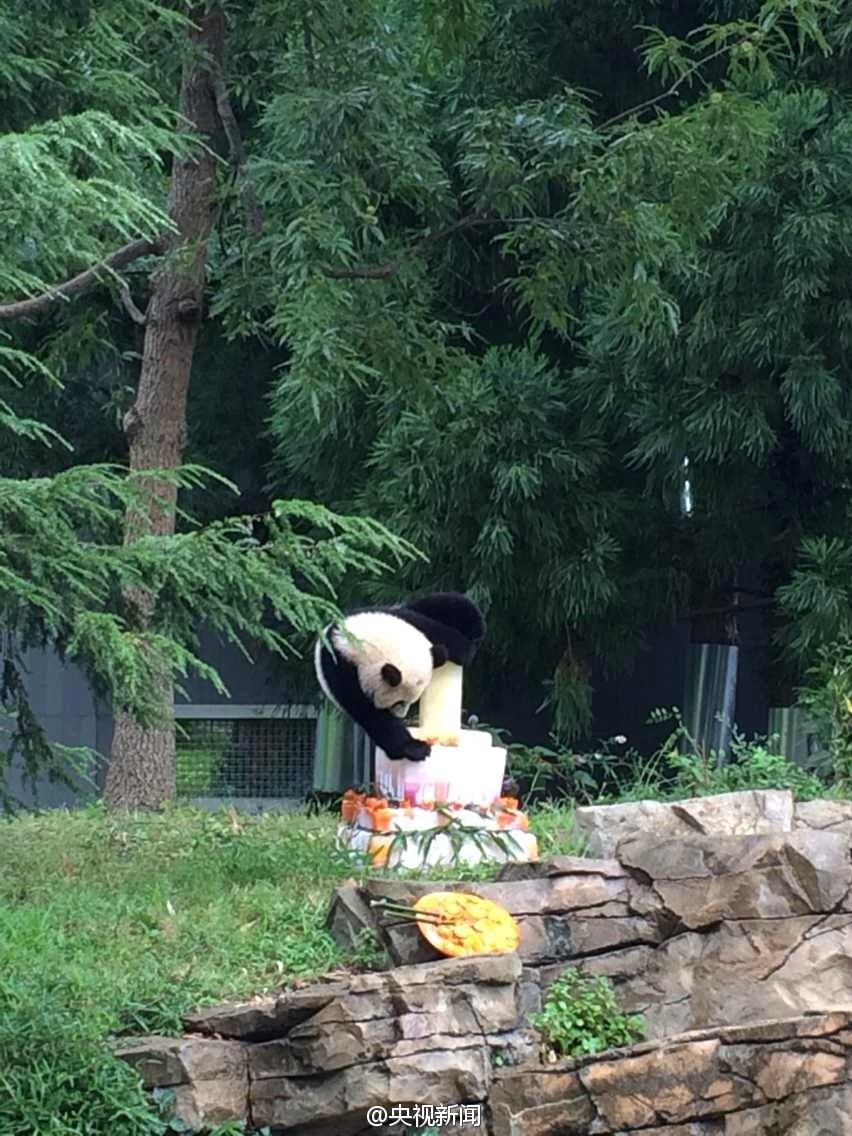 Washington fête le premier anniversaire du petit Bao Bao