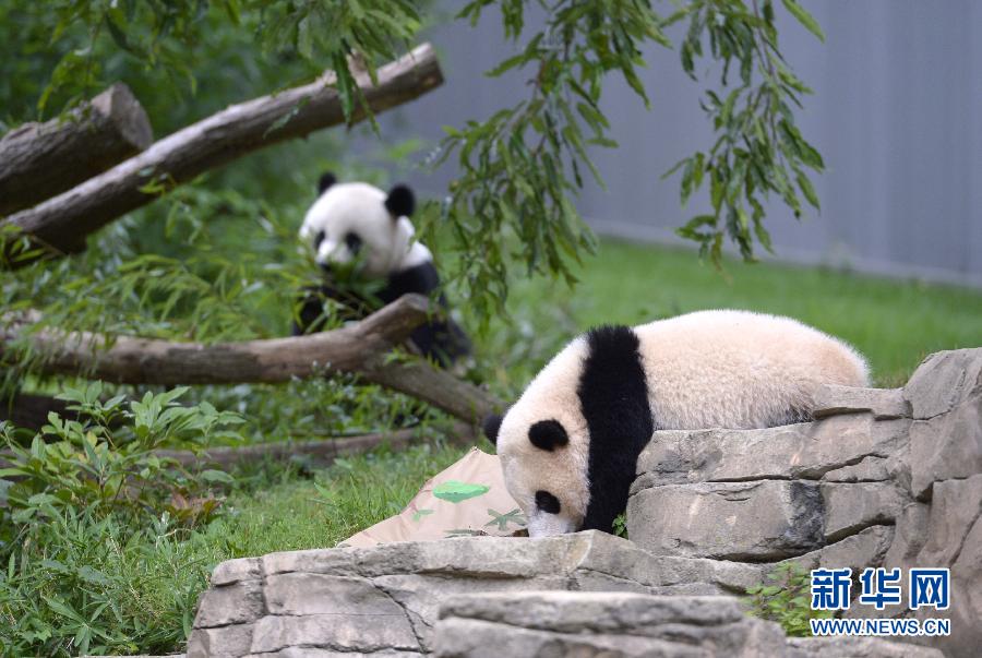 Washington fête le premier anniversaire du petit Bao Bao