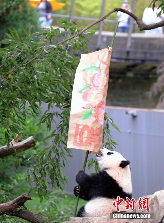 Washington fête le premier anniversaire du petit Bao Bao