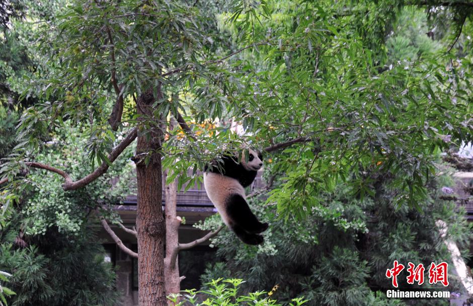 Washington fête le premier anniversaire du petit Bao Bao