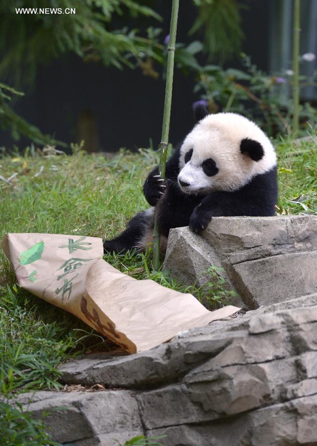 Washington fête le premier anniversaire du petit Bao Bao