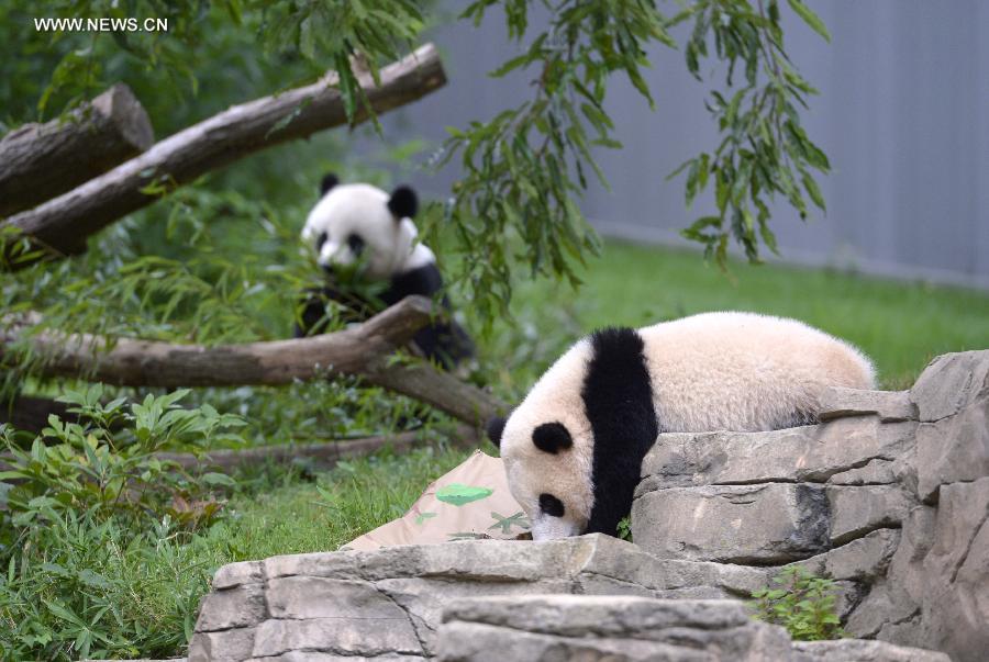 Washington fête le premier anniversaire du petit Bao Bao