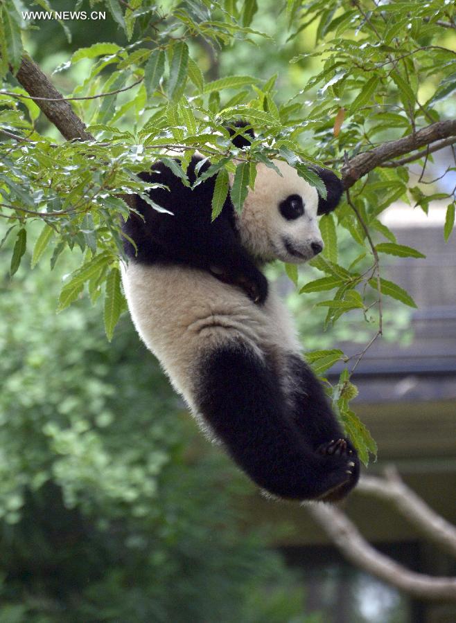 Washington fête le premier anniversaire du petit Bao Bao