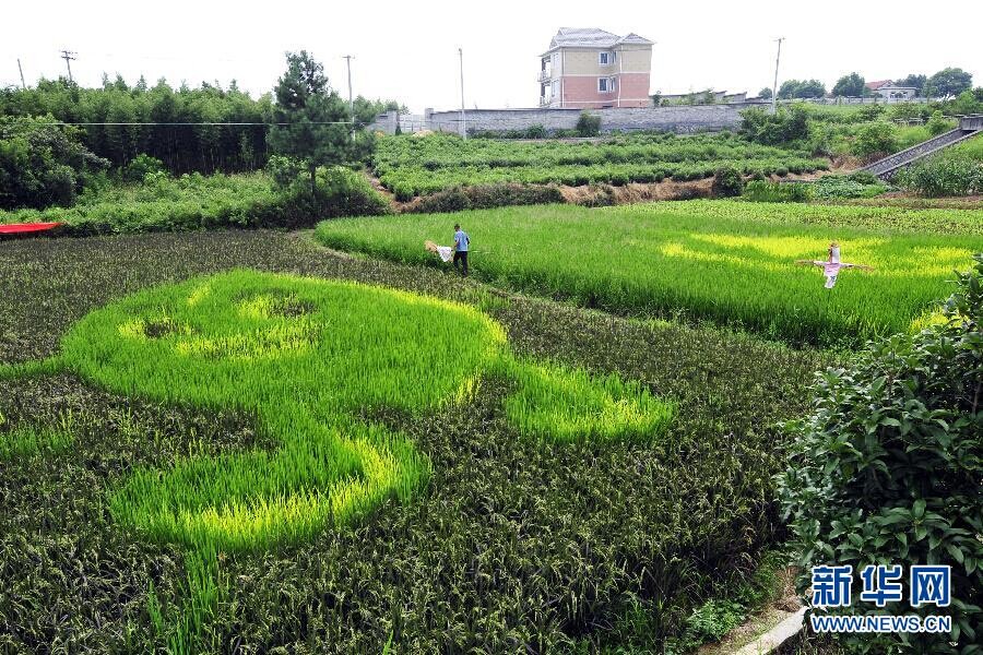 Les rizières en bandes dessinées de Hangzhou