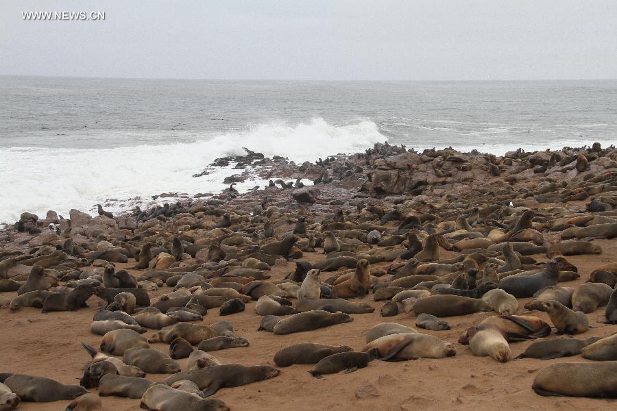 EN IMAGES: La réserve des otaries à fourrure de Cape Cross en Namibie