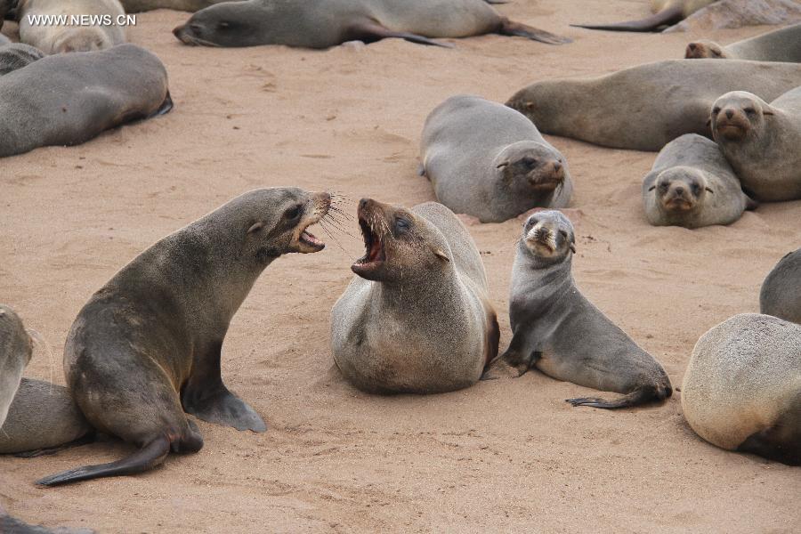 EN IMAGES: La réserve des otaries à fourrure de Cape Cross en Namibie